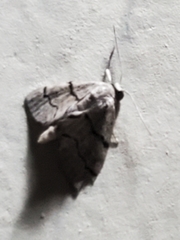 Idaea insulensis
