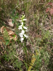 Spiranthes magnicamporum