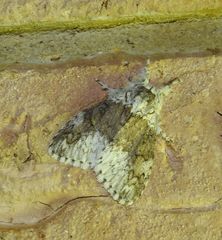 Dasychiroides pratti