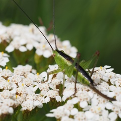 Conocephalus dorsalis