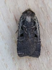 Parabagrotis exsertistigma