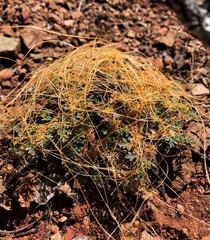 Cymopterus terebinthinus californicus