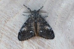 Orgyia pseudotsugata