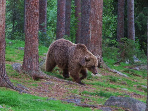 Bear