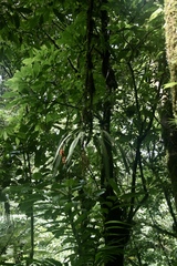 Anthurium friedrichsthalii