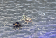 Xestocephalus superbus