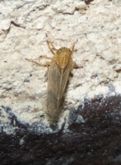 Metadelphax propinqua