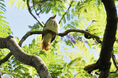 Myiodynastes luteiventris