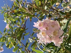 × chitalpa tashkentensis