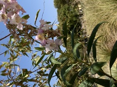 × chitalpa tashkentensis