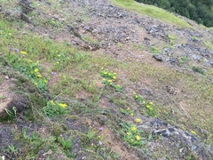 Cymopterus terebinthinus californicus