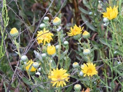 Grindelia stricta angustifolia