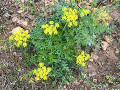 Cymopterus terebinthinus californicus