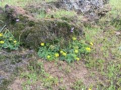 Cymopterus terebinthinus californicus