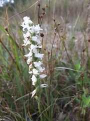 Spiranthes incurva