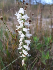 Spiranthes incurva