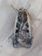 Parabagrotis