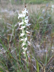 Spiranthes incurva