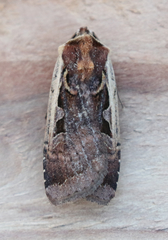 Parabagrotis
