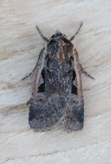 Parabagrotis