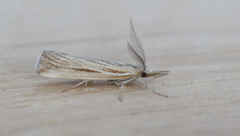 Thaumatopsis pexellus