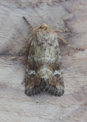 Lacinipolia stricta