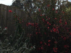 Acanthorhynchus tenuirostris