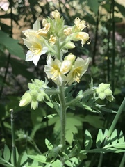 Polemonium foliosissimum