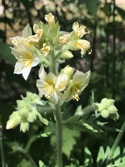 Polemonium foliosissimum