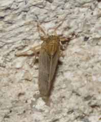 Metadelphax propinqua