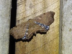 Epiplema coeruleotincta