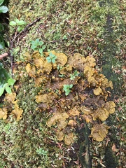 Peltigeraceae