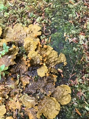 Peltigeraceae