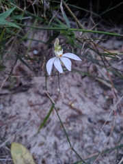 Caladenia catenata