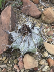 Astrophytum capricorne