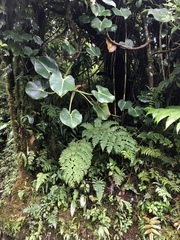 Philodendron crassispathum image