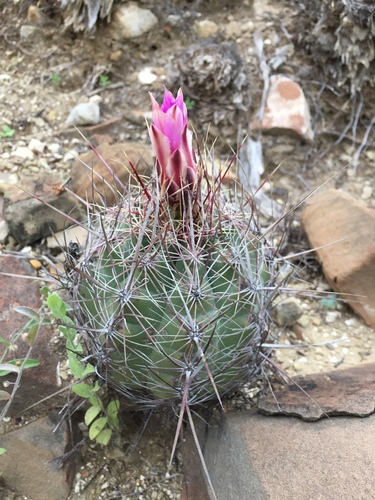 Glory of Texas (Thelocactus bicolor)
