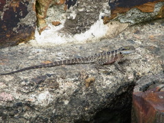 Intellagama lesueurii
