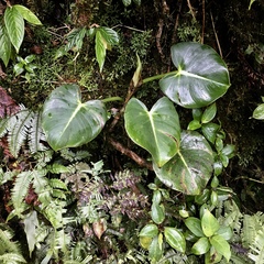 Philodendron crassispathum