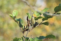 Leiothlypis peregrina