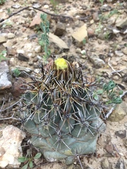 Coryphantha salinensis