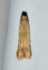 Tischeria quercitella