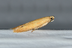 Tischeria quercitella