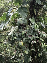 Drymonia conchocalyx