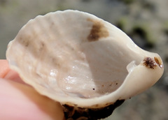 Magellania flavescens