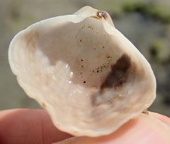 Magellania flavescens