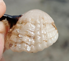 Magellania flavescens