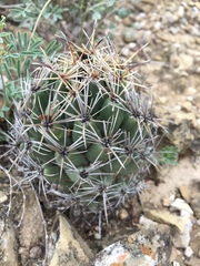 Coryphantha salinensis
