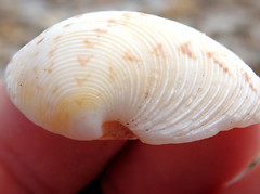 Dosinia victoriae