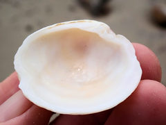 Dosinia victoriae